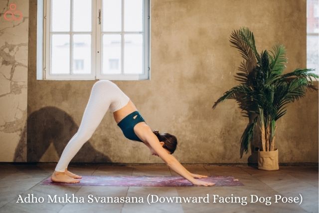 Adho-Mukha-Svanasana-Downward-Facing-Dog-Pose
