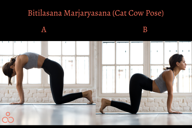 Bitilasana-Marjaryasana-Cat-Cow-Pose